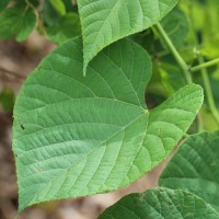 Cissus latifolia Lam.